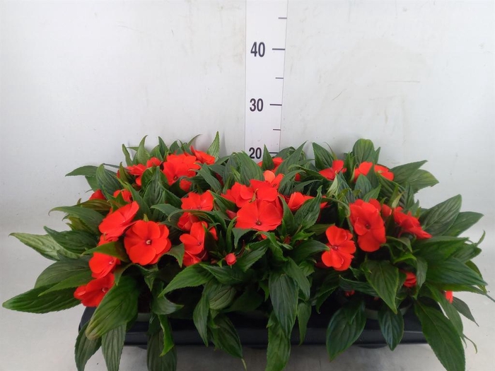<h4>Impatiens NG 'Tamarinda Orange'</h4>