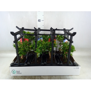 Bonsai   ...mix