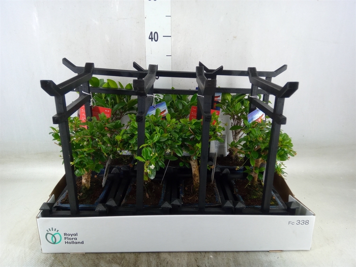 <h4>Bonsai   ...mix</h4>