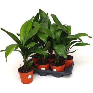 ASPIDISTRA ELATIOR