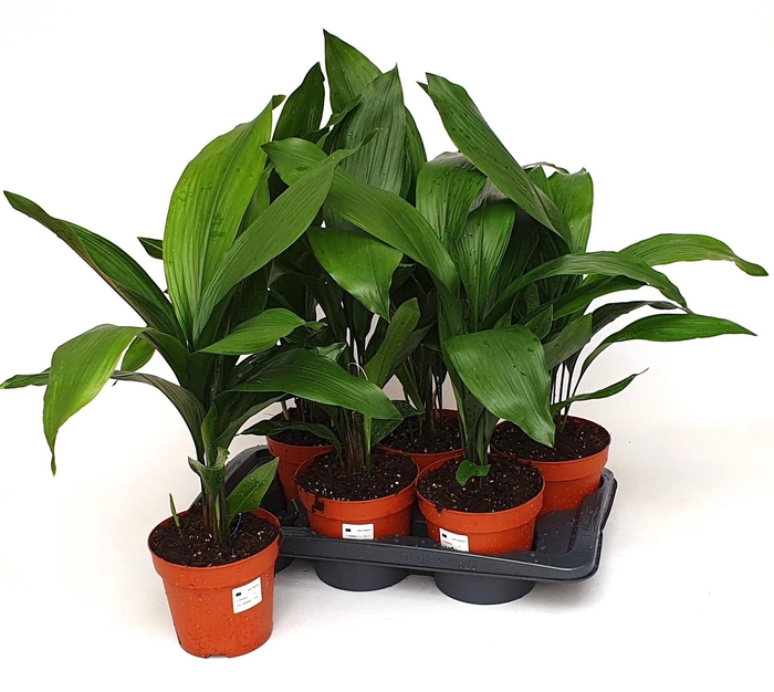<h4>ASPIDISTRA ELATIOR</h4>