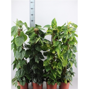 EPIPREMNUM MIX 120CM