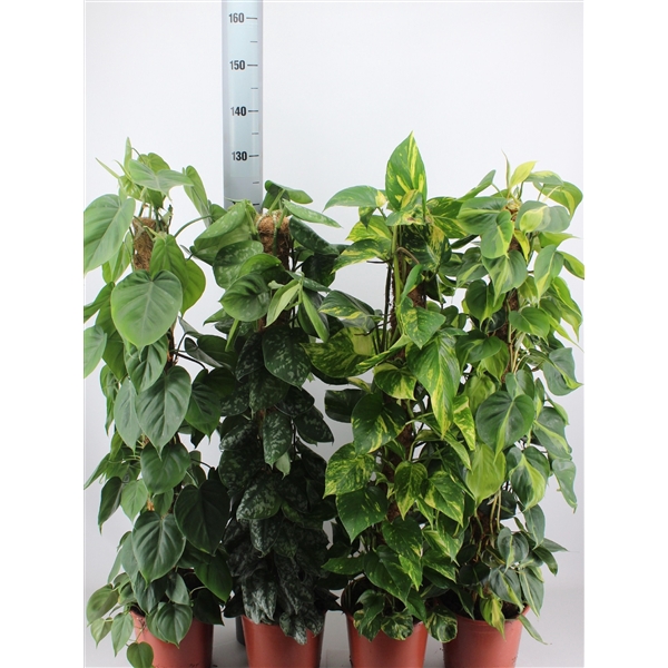 <h4>EPIPREMNUM MIX 120CM</h4>