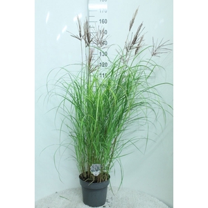 Miscanthus sin. 'Red Chief'
