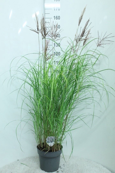 <h4>Miscanthus sin. 'Red Chief'</h4>