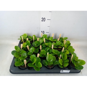 Peperomia obt. 'Green Gold'