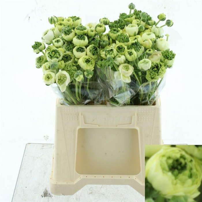 <h4>RANUNCULUS OV</h4>