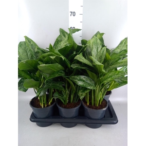 Aglaonema GB 'Painted Princess'