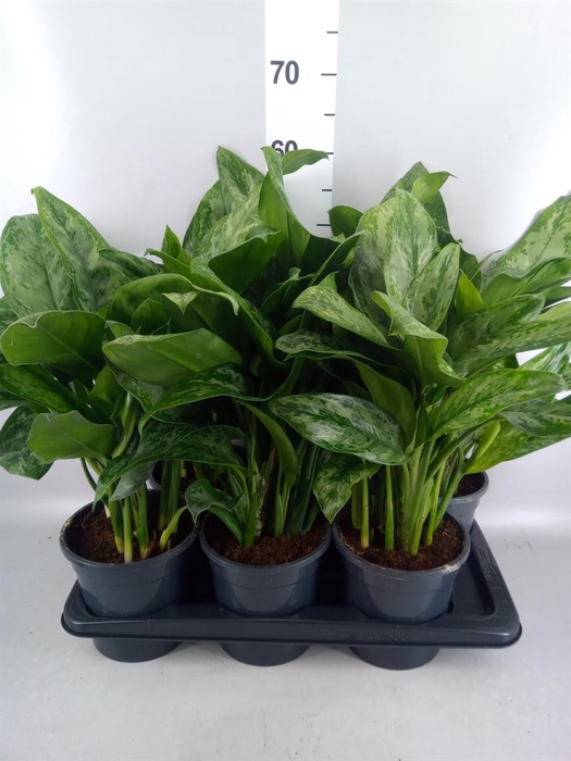 <h4>Aglaonema GB 'Painted Princess'</h4>
