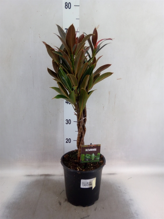 <h4>Ficus elastica   ...</h4>