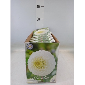 Dahlia   ...flowerbulbs