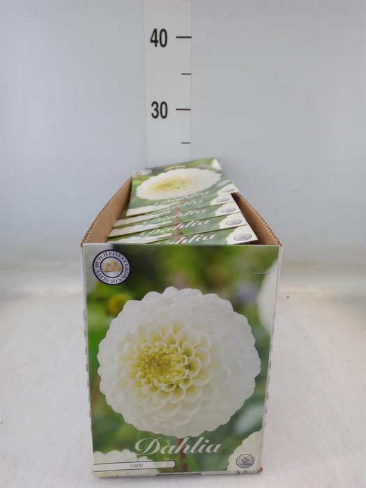 <h4>Dahlia   ...flowerbulbs</h4>