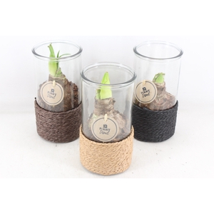 arr4 Amaryllis PL - Glas cilin. rope kl. x8