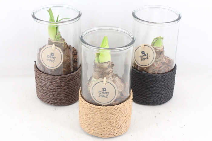 <h4>arr4 Amaryllis PL - Glas cilin. rope kl. x8</h4>