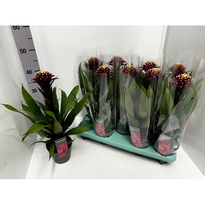 <h4>Guzmania Francesca 13Ø 40cm</h4>