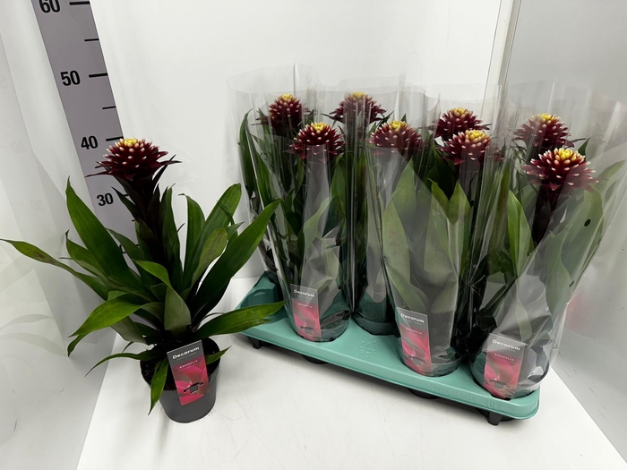 Guzmania Francesca 13Ø 40cm