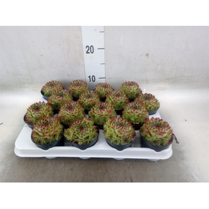Sempervivum   ...