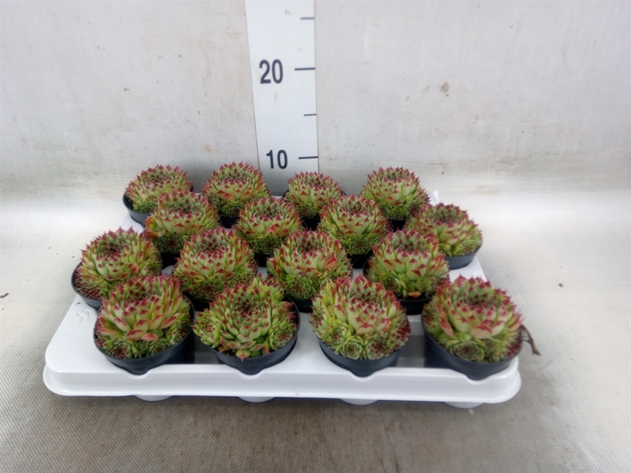 <h4>Sempervivum   ...</h4>