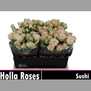 R TR SUSHI