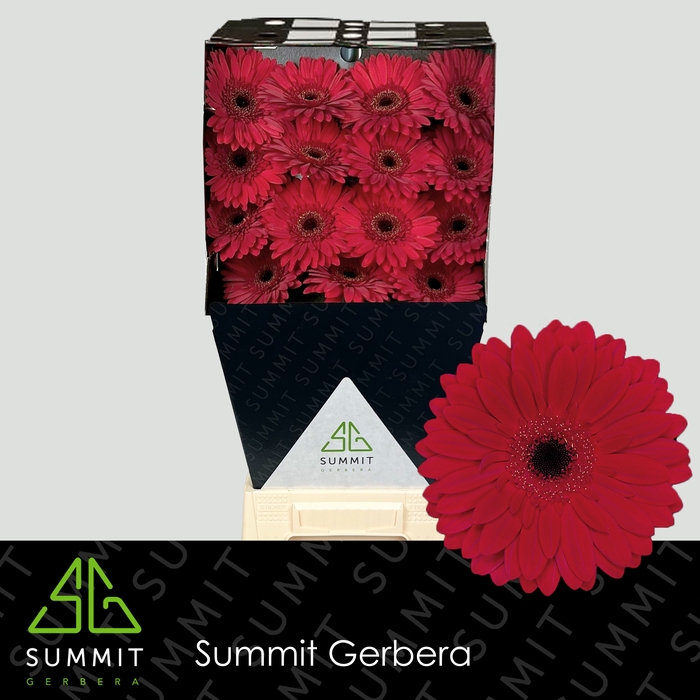 Gerbera Barones Diamond