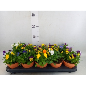 Viola corn.   ...mix