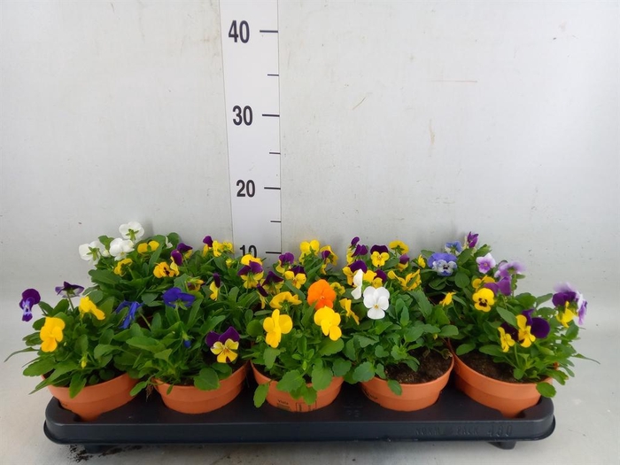 <h4>Viola corn.   ...mix</h4>