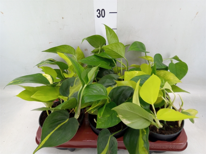 <h4>Epipremnum pinn.   ...mix in pot</h4>