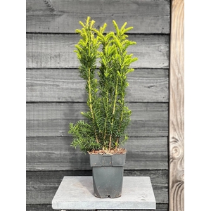 Taxus media 'Hicksii' P17