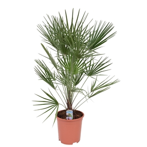 Chamaerops humilis P26