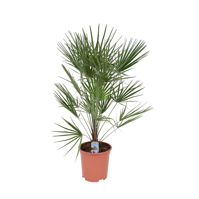 <h4>Chamaerops humilis P26</h4>