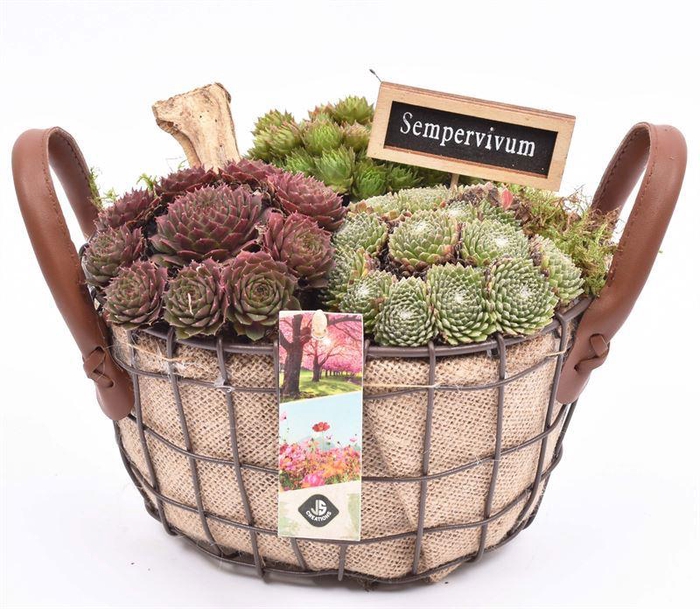 <h4>Gaasmand ovaal met jute 25x20cm</h4>