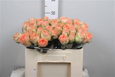 <h4>R Gr Barbarella</h4>