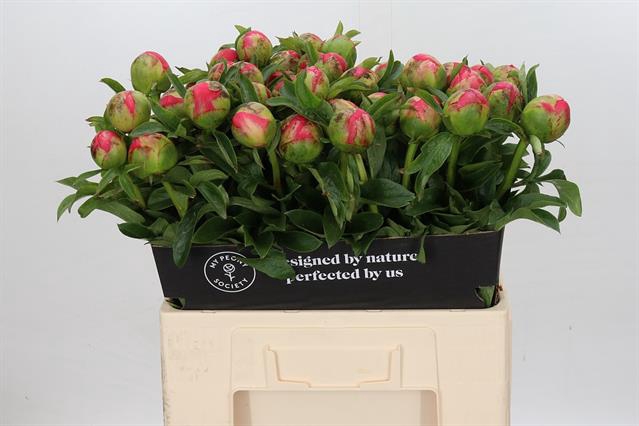 PAEONIA CORAL SUNSET#*