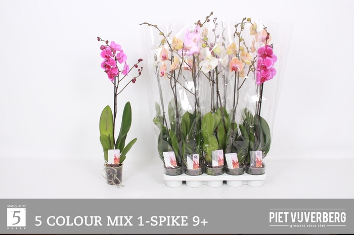 <h4>PHAL GEM 5 KL</h4>