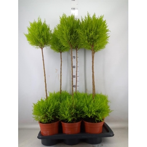 Cupressus macro. 'Goldcrest' .shape