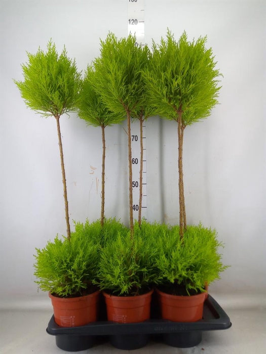 <h4>Cupressus macro. 'Goldcrest' .shape</h4>