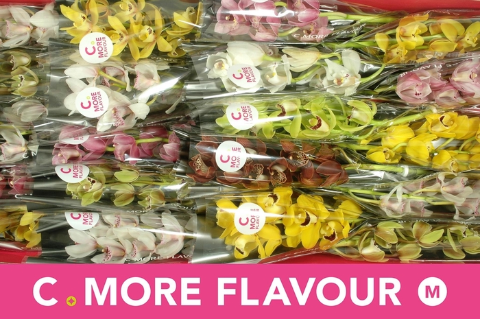 <h4>CYMB MI GEM</h4>