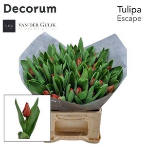 Tu En Escape