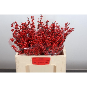 Ilex Ve Rode Bes 50cm (keyzer)