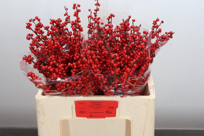 <h4>Ilex Ve Rode Bes 50cm (keyzer)</h4>