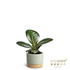 FICUS ELASTICA P7