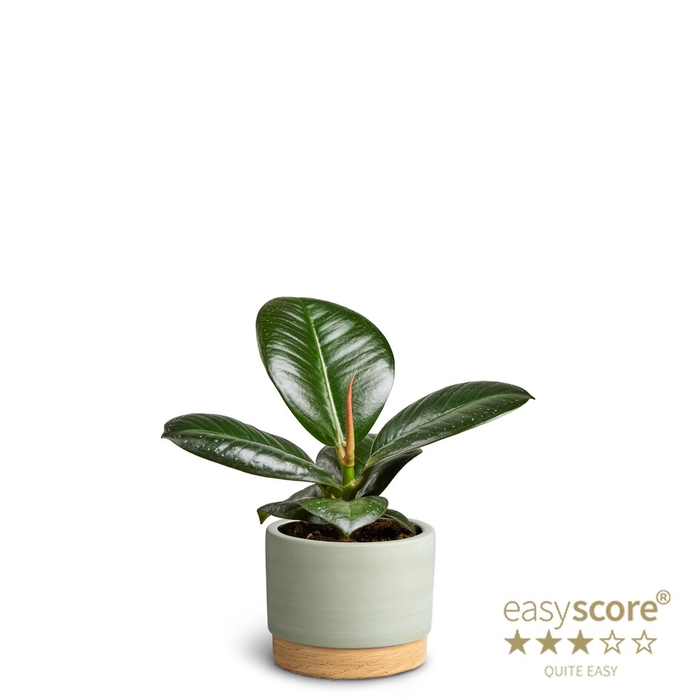 <h4>FICUS ELASTICA P7</h4>