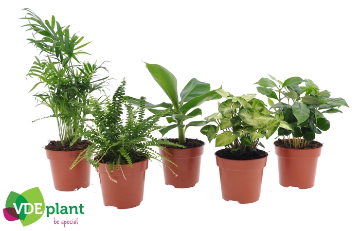 <h4>Ov Kamerplanten Gemengd</h4>