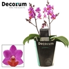 Phalaenopsis overig paars (meerdere