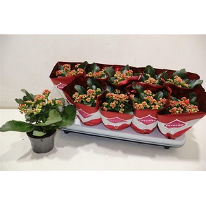 Kalanchoe Double Deluxe Red