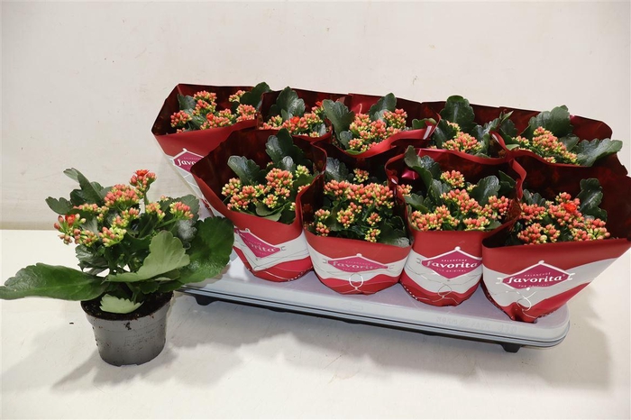 <h4>Kalanchoe Double Deluxe Red</h4>
