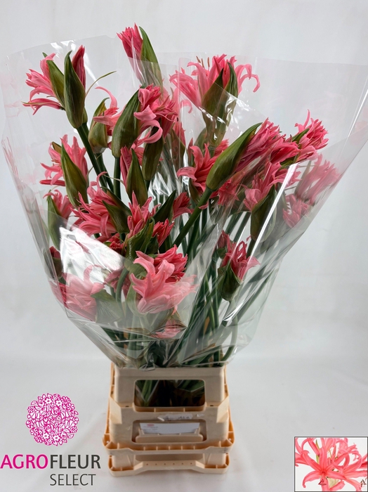 <h4>NE ELEGANCE HELENA</h4>