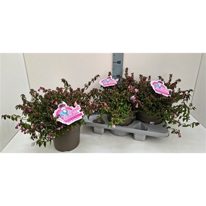 Abelia Lynn Pinky Bells 19T