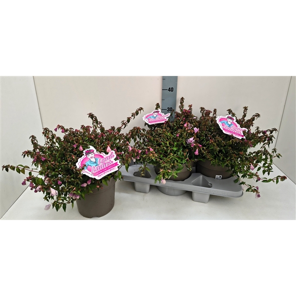<h4>Abelia Lynn Pinky Bells 19T</h4>