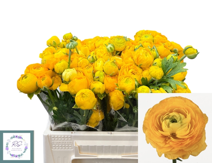 <h4>RAN EL YELLOW</h4>